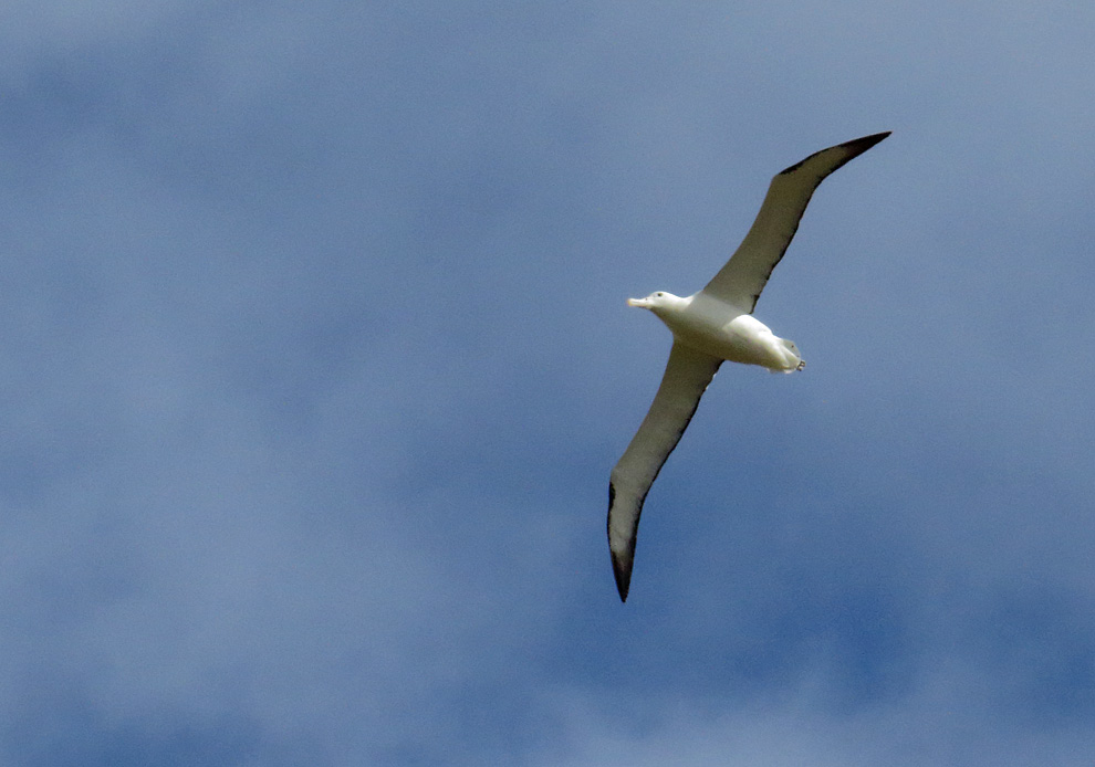 Royal Albatross